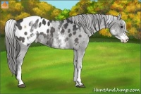 Horse Color:White Spotted Black Blanket Rabicano 