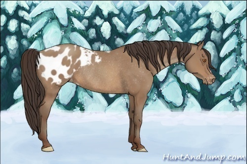 Horse Color:Sable Champagne Appaloosa Rabicano 