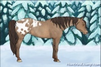 Horse Color:Sable Champagne Appaloosa Rabicano