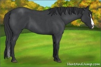 Horse Color:Blue Roan Splash 