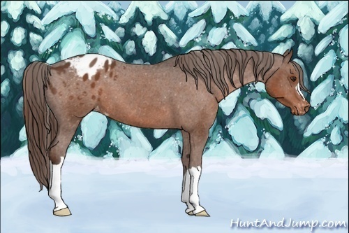 Horse Color:Liver Chestnut Appaloosa 