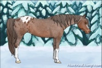 Horse Color:Liver Chestnut Appaloosa
