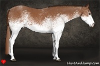 Horse Color:White Spotted Chestnut 