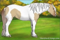Horse Color:Red Dun Tobiano