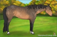 Horse Color:Buckskin 