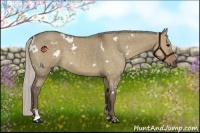 Horse Color:White Spotted Silver Grullo Sabino 