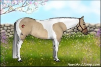 Horse Color:Bay Dun Tobiano Rabicano