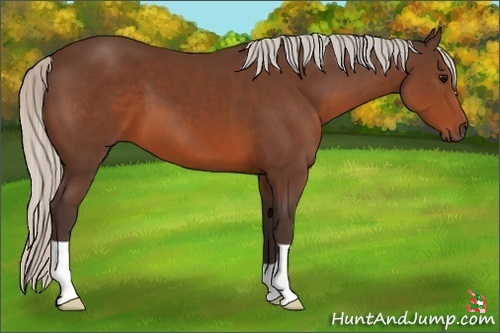 Horse Color:Silver Brown 