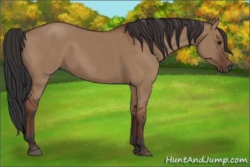 Horse Color:Bay Dun