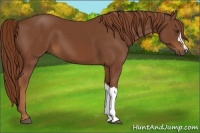 Horse Color:Chestnut 