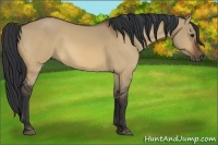 Horse Color:Bay Dun