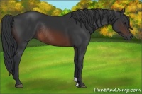 Horse Color:Brown Rabicano