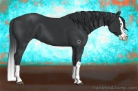 Horse Color:Black Splash