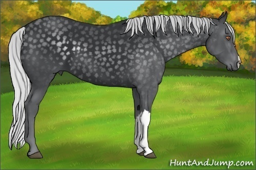 Horse Color:Silver Black Chinchilla