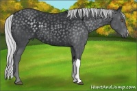 Horse Color:Silver Black Chinchilla 