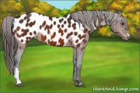 Horse Color:Bay Appaloosa 