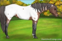 Horse Color:Brown Appaloosa