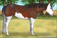 Horse Color:Bay Splash 