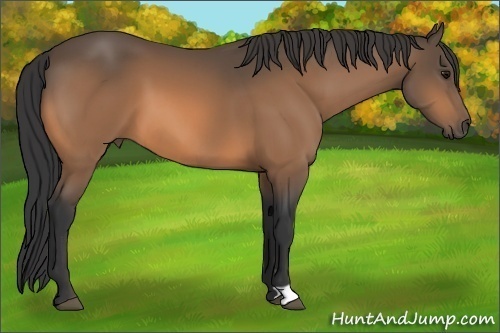 Horse Color:Buckskin 