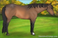 Horse Color:Buckskin 