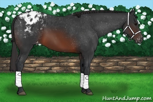 Horse Color:Brown Appaloosa 