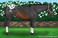 Horse Color:Brown Appaloosa 