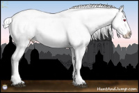 Horse Color:White Spotted Brown Chinchilla Roan Splash Appaloosa 