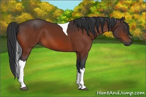 Horse Color:Bay Tobiano