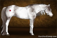 Horse Color:White Spotted Liver Chestnut Sabino 