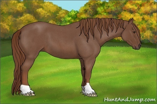 Horse Color:Red Roan