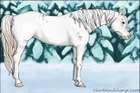 Horse Color:White Spotted Chocolate Palomino Sabino Appaloosa