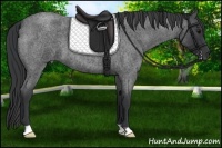 Horse Color:Blue Roan 