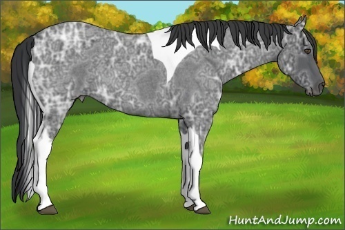 Horse Color:Blue Ice Roan Tobiano 