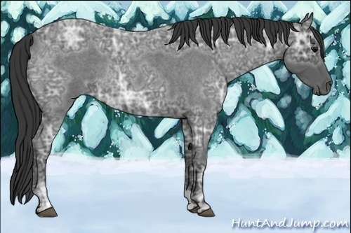Horse Color:Blue Ice Roan 