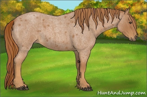 Horse Color:Red Roan 