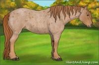Horse Color:Red Roan 