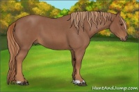 Horse Color:Red Roan 