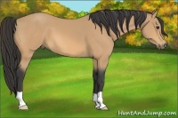 Horse Color:Buckskin 