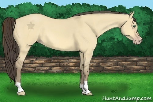Horse Color:Amber Cream Champagne Dun 
