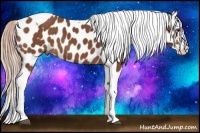 Horse Color:Chestnut Splash Tobiano Appaloosa 