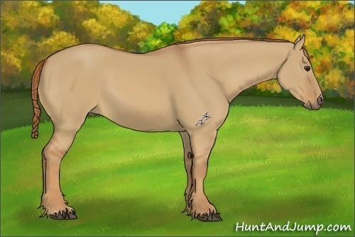 Horse Color:Red Dun