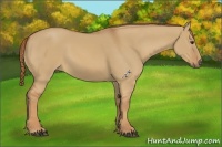 Horse Color:Red Dun