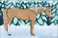 Horse Color:Palomino