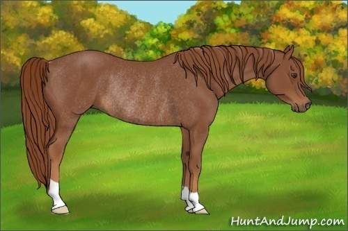 Horse Color:Chestnut Rabicano