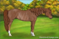 Horse Color:Chestnut Rabicano 