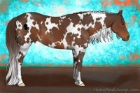 Horse Color:White Spotted Liver Chestnut 