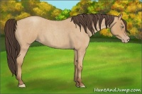Horse Color:Amber Champagne Roan 