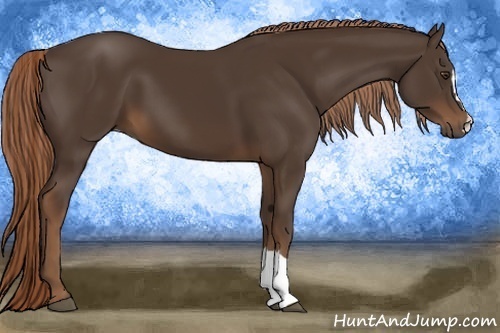 Horse Color:Liver Chestnut