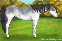 Horse Color:White Spotted Blue Roan Rabicano  Brindle