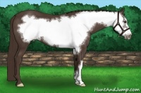 Horse Color:Liver Chestnut Frame 